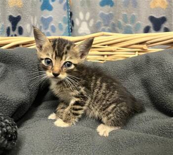 LOGAN -  Domestic Short Hair Cat for Adoption in Rosenberg, Texas - LOGAN | PetCurious