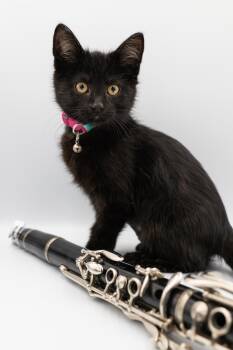 Domestic Short Hair Cats Available for Adoption - Ella Fitzgerald | PetCurious