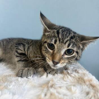 Alice -  Domestic Short Hair Cat for Adoption in Brownsboro, Alabama - Alice | PetCurious