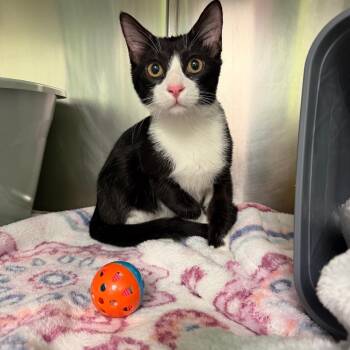 Joaquin -  Domestic Short Hair Cat for Adoption in Emporia, Kansas - Joaquin | PetCurious