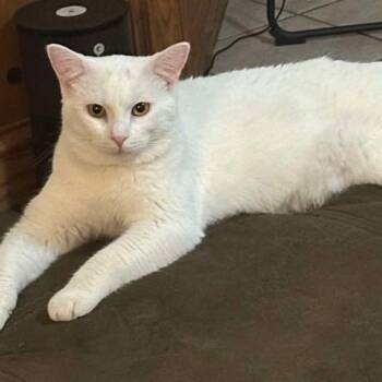 Rescue Domestic Short Hair Cats for Adoption in Warr Acres, Oklahoma - Custard | PetCurious