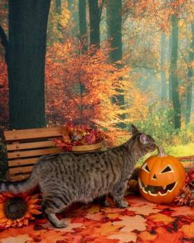 Rescue Domestic Short Hair Cats for Adoption in Lapeer, Michigan - Line | PetCurious