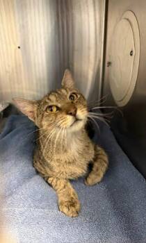 Cadiz -  Domestic Short Hair Cat for Adoption in Chamblee, Georgia - Cadiz | PetCurious