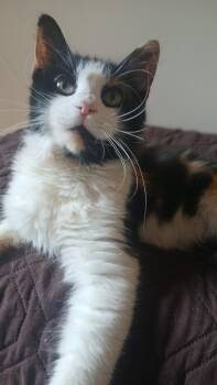 Rescue Domestic Medium Hair and Maine Coon Cats for Adoption in North East, Maryland - Ivy | PetCurious