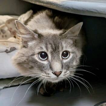 Nimbus -  Domestic Long Hair Cat for Adoption in Austin, Texas - Nimbus | PetCurious