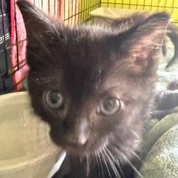 American Shorthair Cats Available for Adoption in Mount Vernon, Arkansas - Yogi | PetCurious
