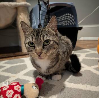 Poppy -  Domestic Short Hair Cat for Adoption in Boston, Massachusetts - Poppy | PetCurious