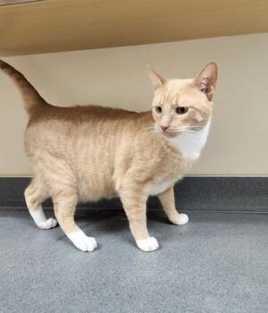 Cheesy -  Domestic Short Hair Cat for Adoption in Kennewick, Washington - Cheesy | PetCurious