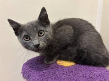 DIME -  Domestic Short Hair Cat for Adoption in Santa Clara, California - DIME | PetCurious