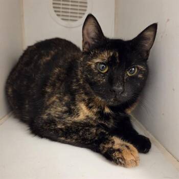 Domestic Short Hair Cats Available for Adoption - SNICKER | PetCurious