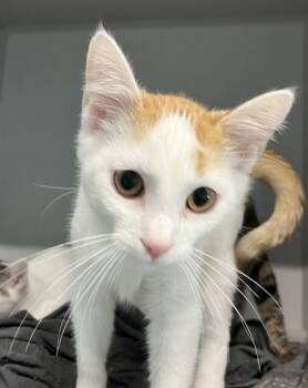 Rescue Domestic Short Hair Cats for Adoption in Bloomington, Illinois - FRED | PetCurious