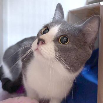 LL Jr -  Domestic Short Hair Cat Available for Adoption in Providence, Rhode Island - LL Jr | PetCurious