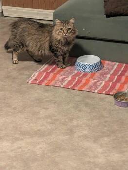 Rescue Domestic Long Hair and Tabby Cats for Adoption in Fennville, Michigan - Timmy | PetCurious