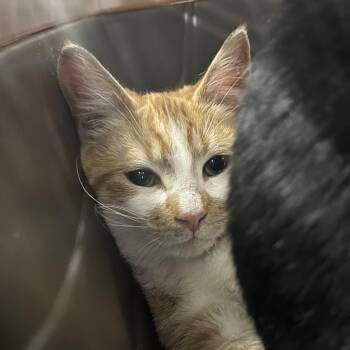 Domestic Short Hair Cats Available for Adoption - Jefferson | PetCurious