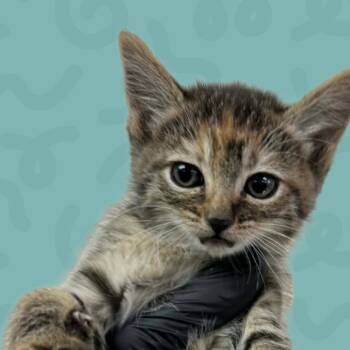 Odette -  Domestic Short Hair Cat for Adoption in Reno, Nevada - Odette | PetCurious