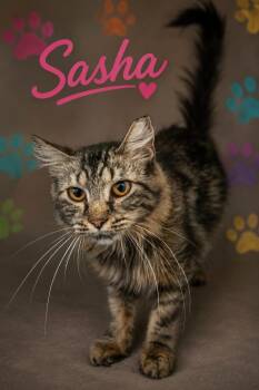 Sasha: DMH (FCID# 06/22/2026 - 8 Trainer) -  Domestic Medium Hair and Tabby Cat for Adoption in Greenville, Delaware - Sasha: DMH (FCID# 06/22/2026 - 8 Trainer) | PetCurious