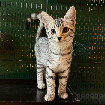 Bijin -  Domestic Short Hair Cat for Adoption in Marshall, Virginia - Bijin | PetCurious