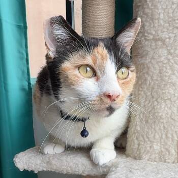 Rescue Domestic Short Hair Cats for Adoption in Costa Mesa, California - Baby Ruth | PetCurious