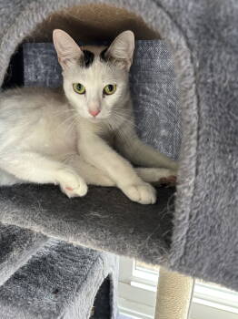 Rescue Tabby and Domestic Short Hair Cats for Adoption in Virginia Beach, Virginia - Titania | PetCurious