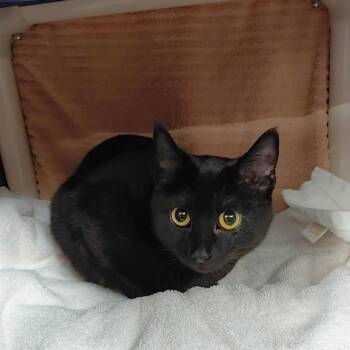 Domestic Short Hair Cats Available for Adoption - RAVEN | PetCurious