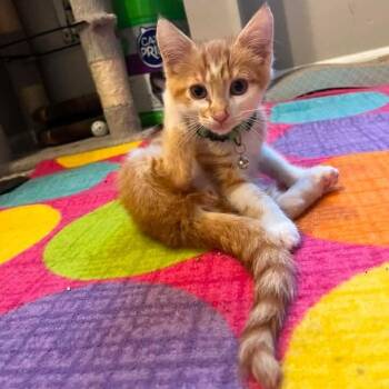 Mars -  Tabby and Domestic Short Hair Cat for Adoption in Grand Rapids, Michigan - Mars | PetCurious