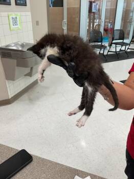 Kiko -  Domestic Short Hair Cat Available for Adoption in Hobbs, New Mexico - Kiko | PetCurious