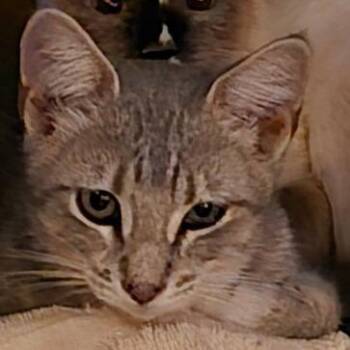 Karsyn -  Domestic Short Hair Cat for Adoption in Grantsville, Utah - Karsyn | PetCurious