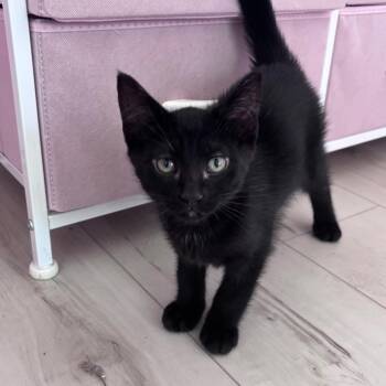 Ritz (Blue Collar) -  Domestic Short Hair Cat for Adoption in Puslinch, Ontario - Ritz (Blue Collar) | PetCurious