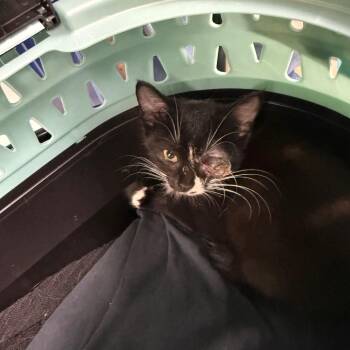 Dottie -  Domestic Short Hair Cat for Adoption in Columbus, North Carolina - Dottie | PetCurious