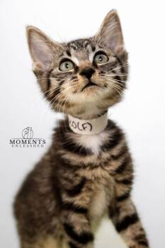 Kimiko -  Domestic Short Hair Cat for Adoption - Kimiko | PetCurious