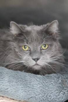 Domestic Long Hair and Domestic Short Hair Cats Available for Adoption - Max | PetCurious
