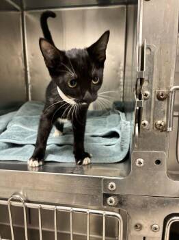 Eclipse -  Domestic Short Hair Cat for Adoption in Marietta, Georgia - Eclipse | PetCurious