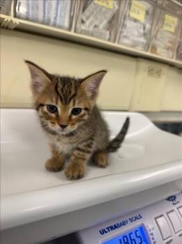 *FISH -  Domestic Short Hair Cat for Adoption in Woodland, California - *FISH | PetCurious