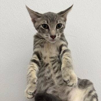 Pluto -  Domestic Short Hair Cat for Adoption in Redwood City, California - Pluto | PetCurious