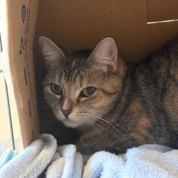 Brownie -  Domestic Short Hair Cat for Adoption in Marion, Illinois - Brownie | PetCurious