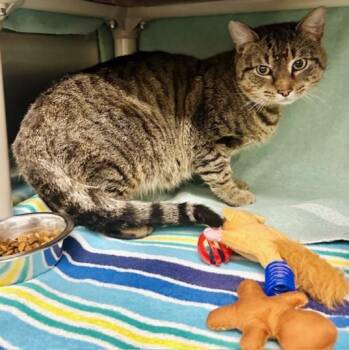 Domestic Short Hair Cats Available for Adoption in Derwood, Maryland - ZAMBONI | PetCurious