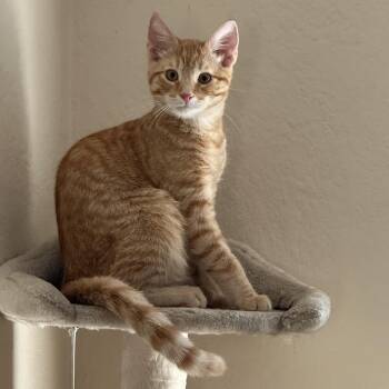Artie -  Domestic Short Hair Cat for Adoption in Davis, California - Artie | PetCurious