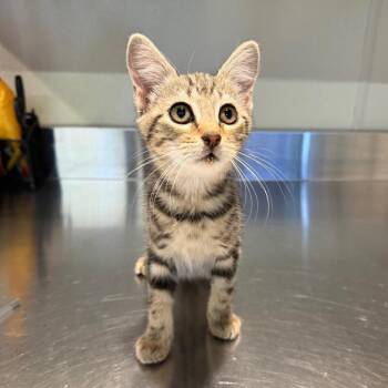 IVHS-Stray-140334 -  Domestic Short Hair Cat for Adoption in San Gabriel, California - IVHS-Stray-140334 | PetCurious