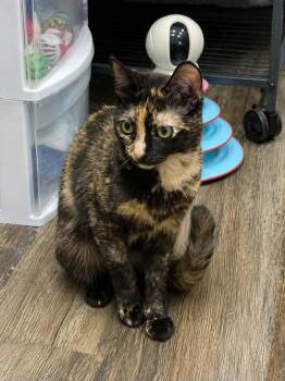 Franny -  Tortoiseshell Cat for Adoption in Burnaby, British Columbia - Franny | PetCurious