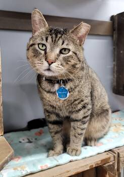 Rescue Domestic Short Hair Cats for Adoption in Grand Rapids, Michigan - NAPOLEON | PetCurious
