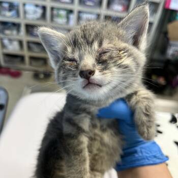 Kayden -  Domestic Short Hair Cat for Adoption in Mt. Juliet, Tennessee - Kayden | PetCurious