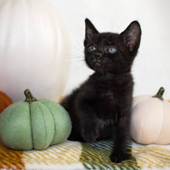 Miles -  Domestic Short Hair Cat for Adoption in Pompano Beach, Florida - Miles | PetCurious