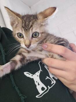 Domestic Short Hair Cats Available for Adoption in Ontario, California - Edgar | PetCurious