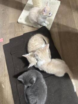 Domestic Short Hair Cats Available for Adoption - **Cat Cafe** Finch | PetCurious