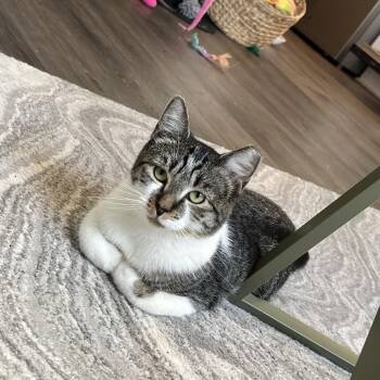 Effie -  Domestic Short Hair Cat for Adoption in Durham, North Carolina - Effie | PetCurious