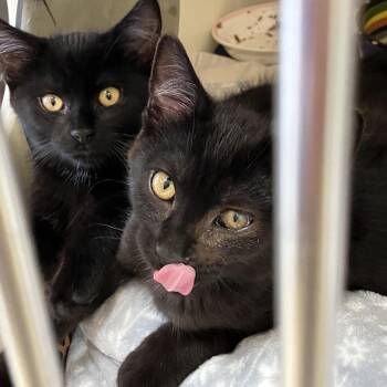 Latte -  Domestic Short Hair Cat for Adoption in Burlington, Ontario - Latte | PetCurious