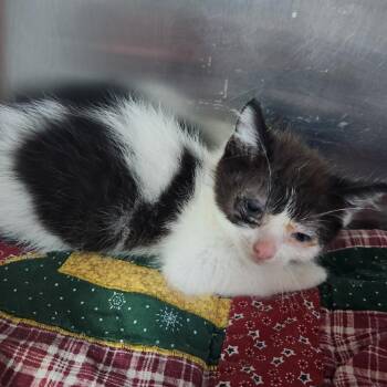Nugget -  Domestic Short Hair Cat for Adoption in Cedaredge, Colorado - Nugget | PetCurious