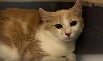 Hazel -  Domestic Long Hair and Domestic Short Hair Cat for Adoption in Honolulu, Hawaii - Hazel | PetCurious