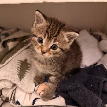 Eucalyptus -  Domestic Short Hair Cat for Adoption in Indianapolis, Indiana - Eucalyptus | PetCurious