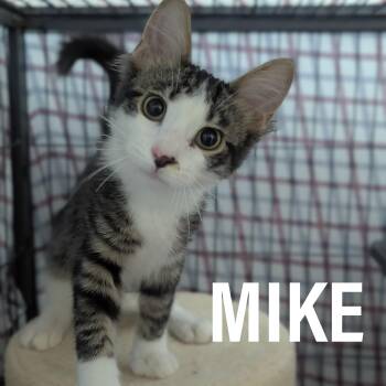 Rescue Domestic Short Hair and Extra Toes Cat Hemingway Polydactyl Cats for Adoption in Griffith, Indiana - KITTENS III (Male& Female) | PetCurious